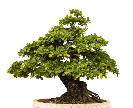 green tree on white backgroundの写真素材