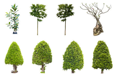 green tree on white backgroundの写真素材