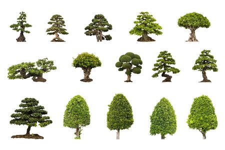 green tree on white backgroundの写真素材