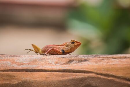 small dragon with blur backgroundの写真素材