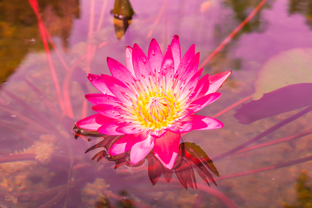 Pink lotus with yellow stamenの写真素材