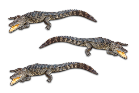 Freshwater crocodileの写真素材