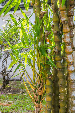 Bamboo china in gardenの写真素材