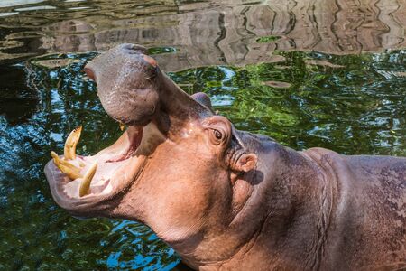 hippopotamus in pondの写真素材