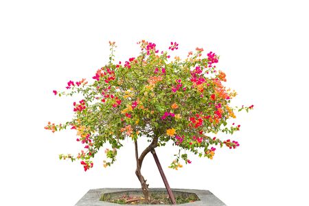 green treeの写真素材