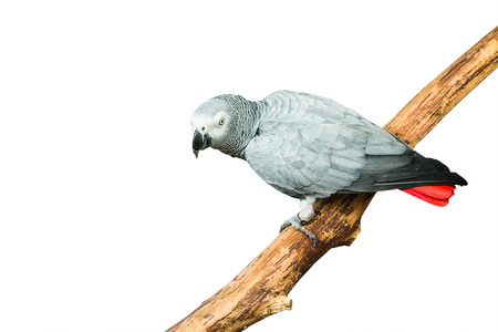 lovely parrotの写真素材