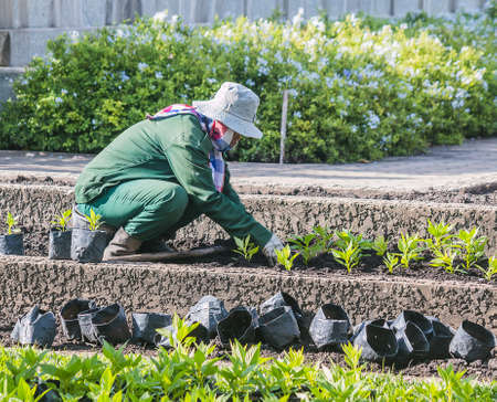 The gardener is planting flowers in public parkの写真素材