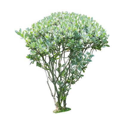 green treeの写真素材