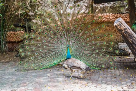 Peacocks spread wingsの写真素材
