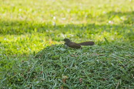 little bird on grass field