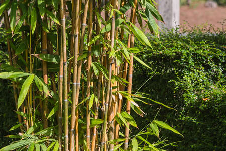 Bamboo china in gardenの写真素材