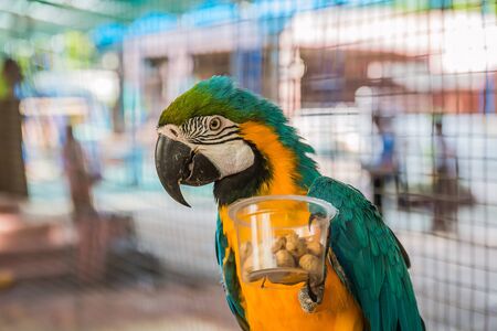 lovely parrotの写真素材