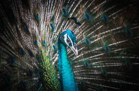 Peacocks spread wingsの写真素材