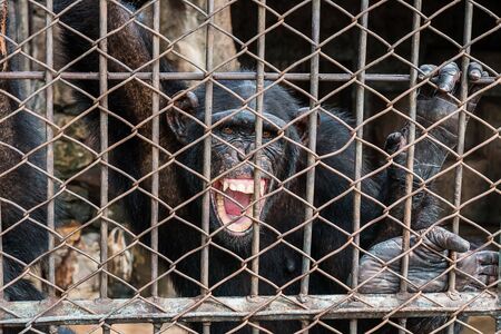 big monkey in cage open mouth look at cameraの写真素材