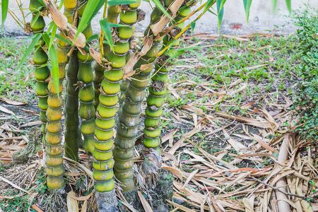Bamboo china in gardenの写真素材