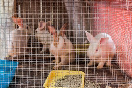 cage of lovely rabbitの写真素材