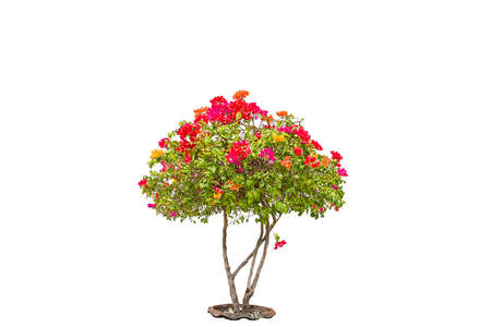 green treeの写真素材