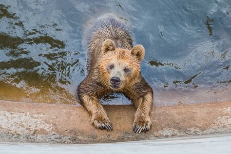 bear in pondの写真素材