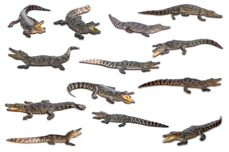 Freshwater crocodileの写真素材