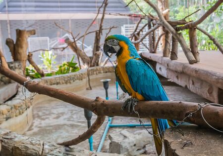 lovely parrot