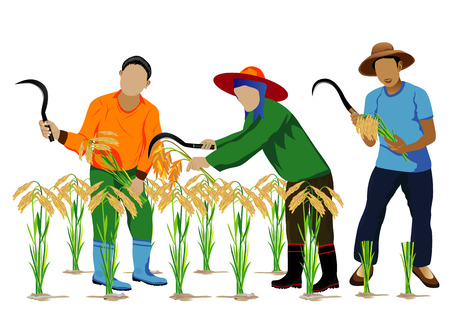 farmer harvest rice vector designのイラスト素材