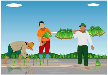 farmer transplant rice seeding vector designのイラスト素材