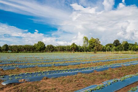 Agricultural area at countrysideの写真素材