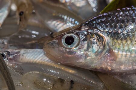 many small fish