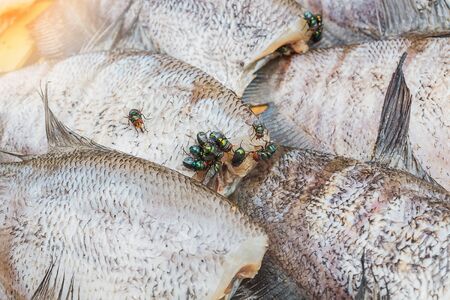 green fly swarm on Trichogaster pectoralis fishの写真素材