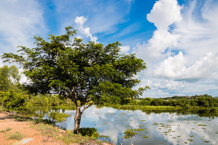 tree and shadow of cloud in waterの写真素材