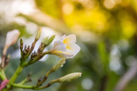 Plumeria flower in gardenの写真素材