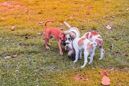 little dog at countrysideの写真素材