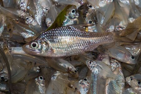 many small fish