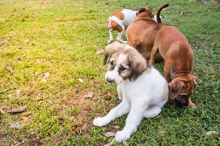 little dog at countrysideの写真素材