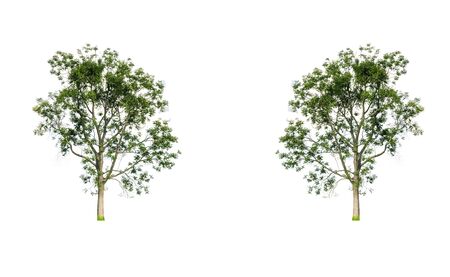 isolated green treeの写真素材