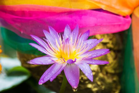purple lotus