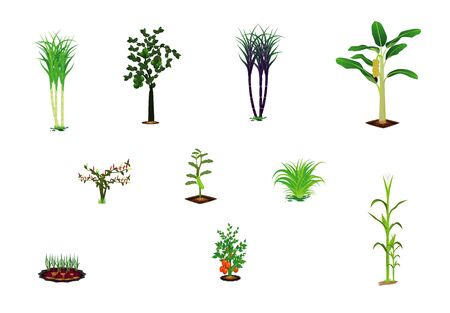 kind of vegetable vector designのイラスト素材