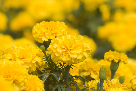 Marigold in gardenの写真素材