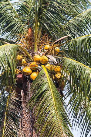 many fresh coconut on tree