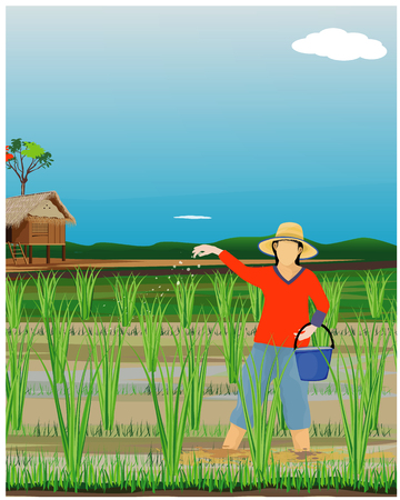 farmer sow manure in paddy field designのイラスト素材