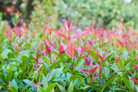 Top of the tree in gardenの写真素材