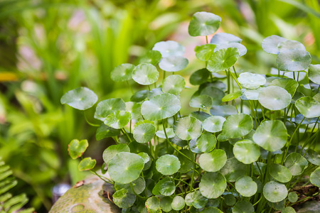 Centella asiatica in garden