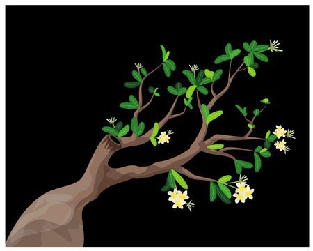 plumeria tree vector designのイラスト素材