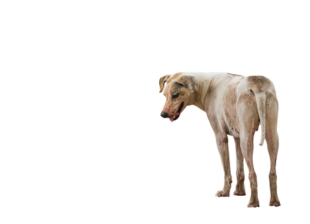 the roadside dogの写真素材