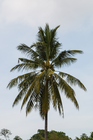 fresh coconut on treeの写真素材