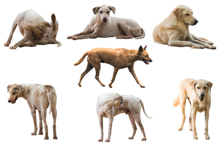 the roadside dogの写真素材