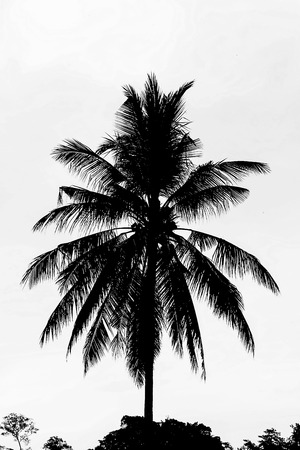 fresh coconut on treeの写真素材