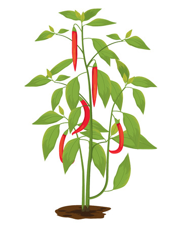 isolated chili plant vector designのイラスト素材