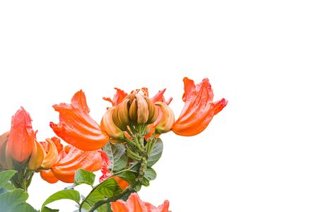 Spathodea flower in gardenの写真素材