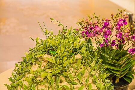 beautiful flower with green leavesの写真素材